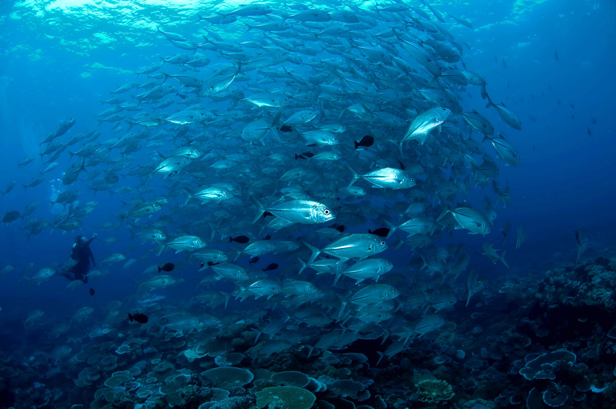 PLW_Palau-UW-©-Thomas-Baechtold-027.jpg