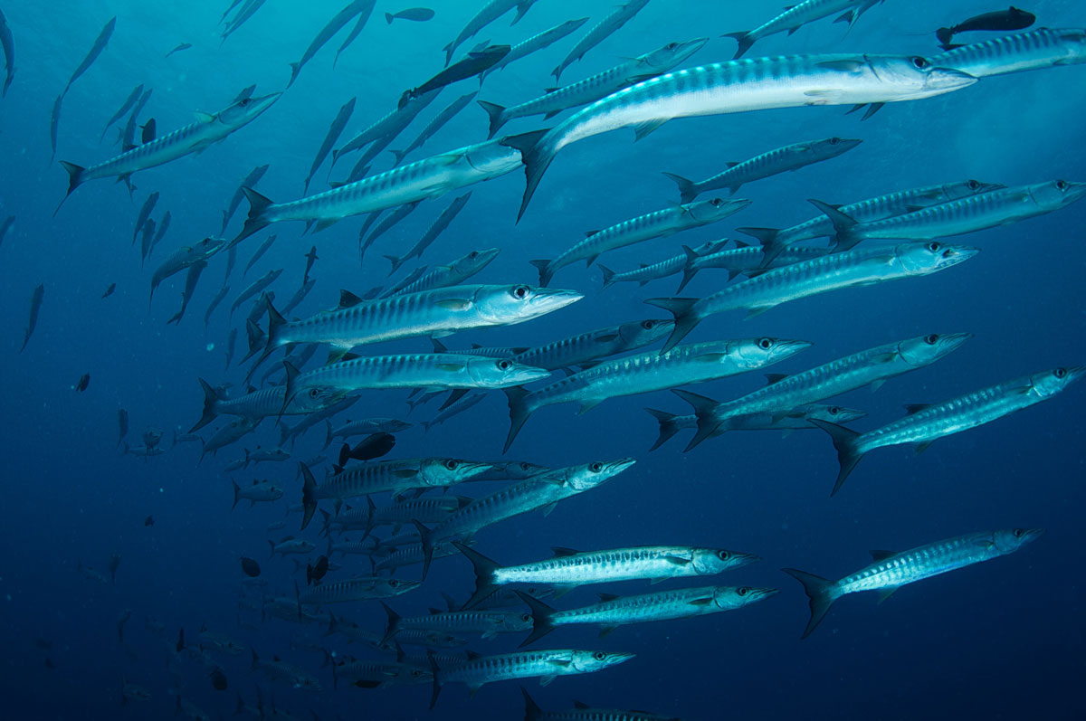 PLW_Palau-UW-©-Thomas-Baechtold-070.jpg