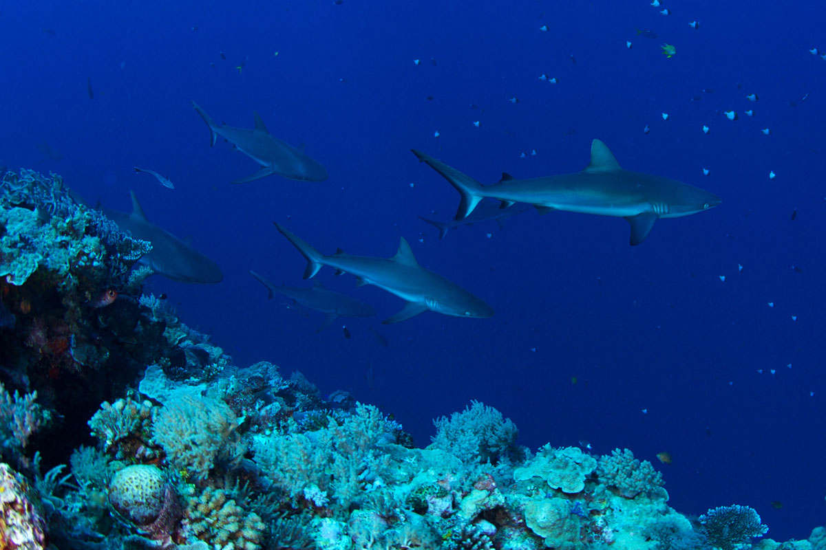 PLW_Ulong-channel-uw-©15-Thomas-Baechtold-0955-(1).jpg
