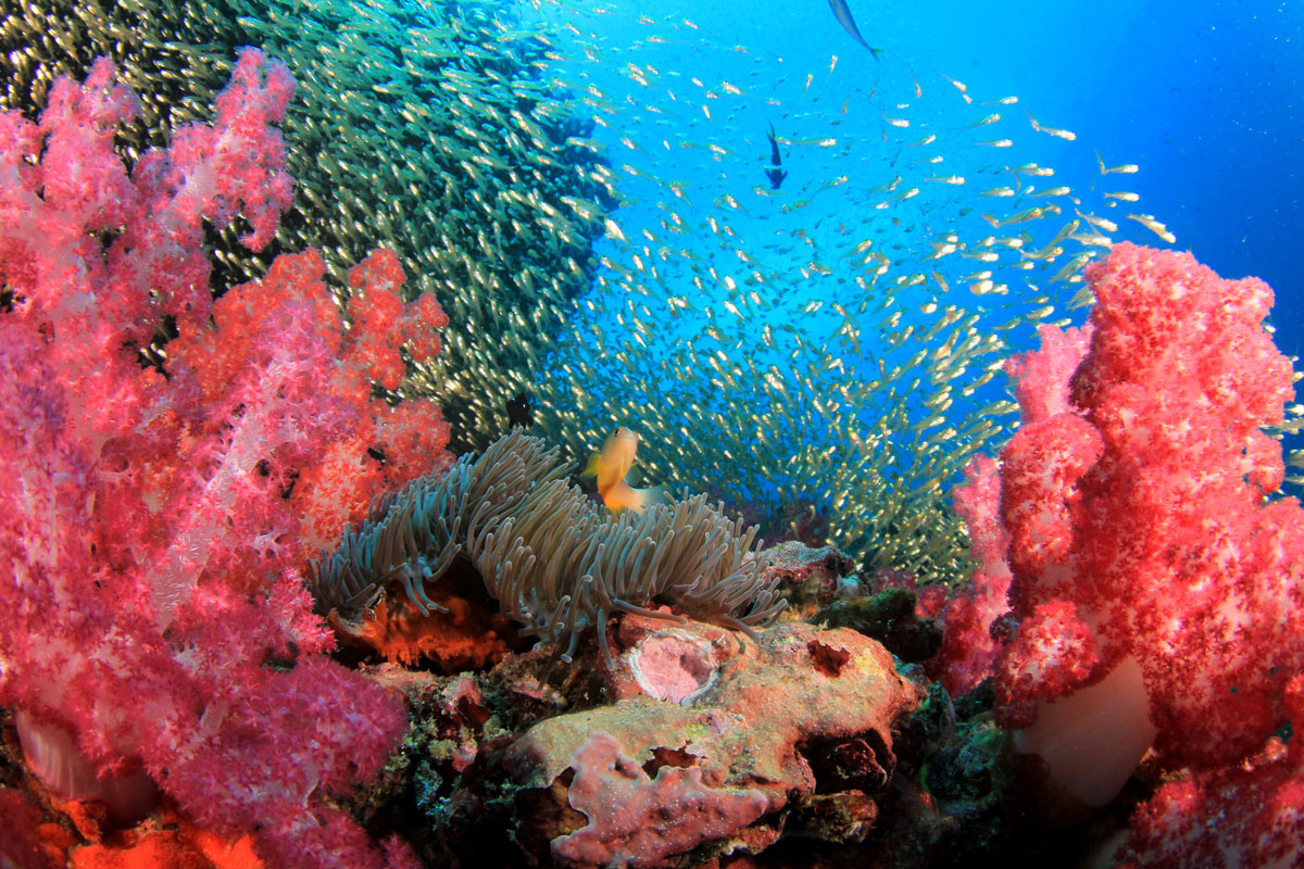 PLW_Palau-UW-Reef-Scene-©-AdobeStock_151278248.jpg