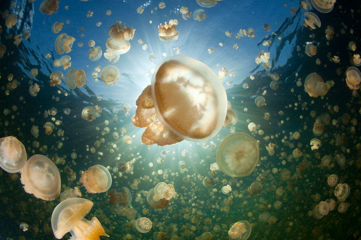 PLW_Palau-Siren-UW-Jellyfish-Lake-©-Siren-Fleet-WWDAS.jpg