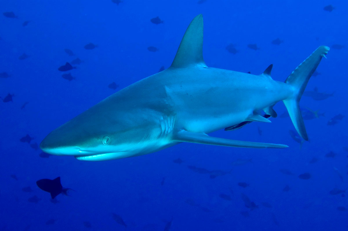 PLW_Palau UW-Blue-Corner-©07 Natalia Baechtold-011.jpg