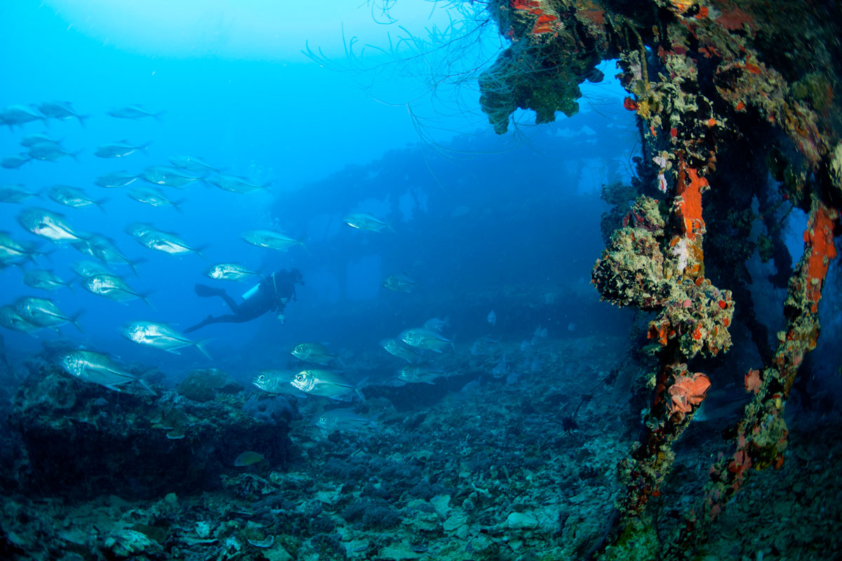 PLW_Palau-Siren-UW-Diver-Wreck-©-Siren-Fleet-WWDAS.jpg