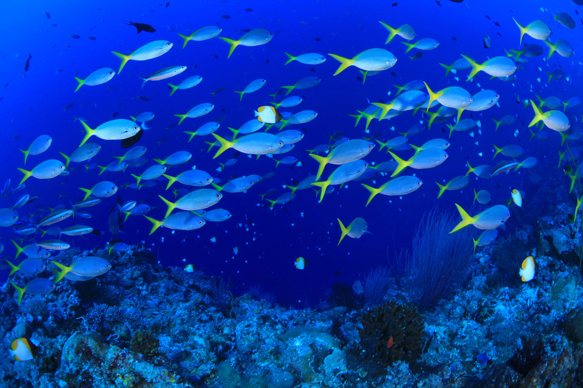 PLW_Palau-Siren-UW-Fusiliers-©-Siren-Fleet-WWDAS.jpg