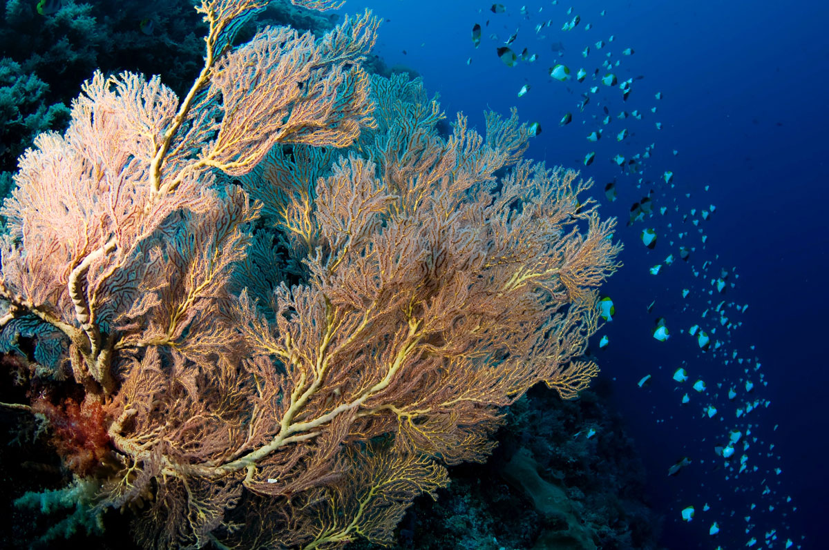 PLW_Palau-UW-©-Thomas-Baechtold-054.jpg