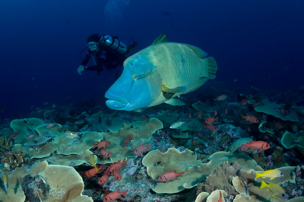 PLW_Palau-UW-Blue-Corner-©-Natalia-Baechtold-009.jpg