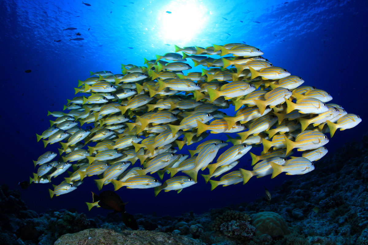 PLW_Siren-Fleet-UW-Snapper-school-©-Siren-Fleet-WWDAS.jpg