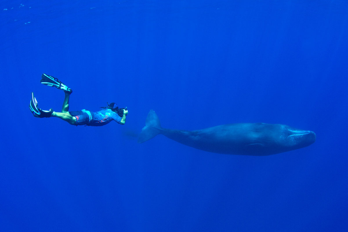PLW_Sperm-whales-uw-©-Thomas-Baechtold-3805-2.jpg