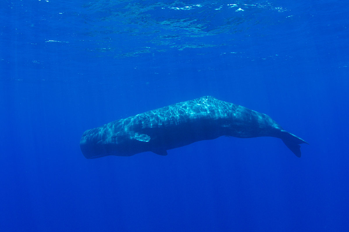PLW_Sperm-whales-uw-©-Thomas-Baechtold-3867.jpg