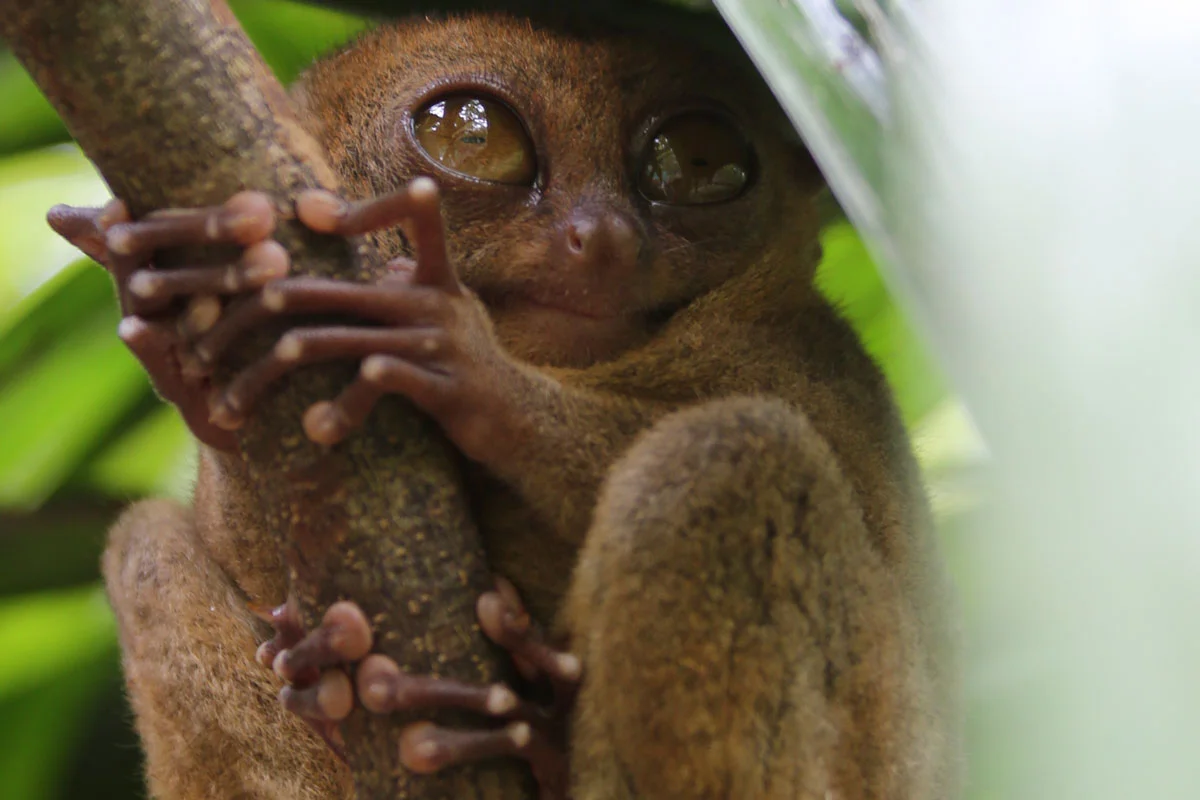 PHL_Bohol-Island-©15-Thomas-Baechtold-0492.jpg