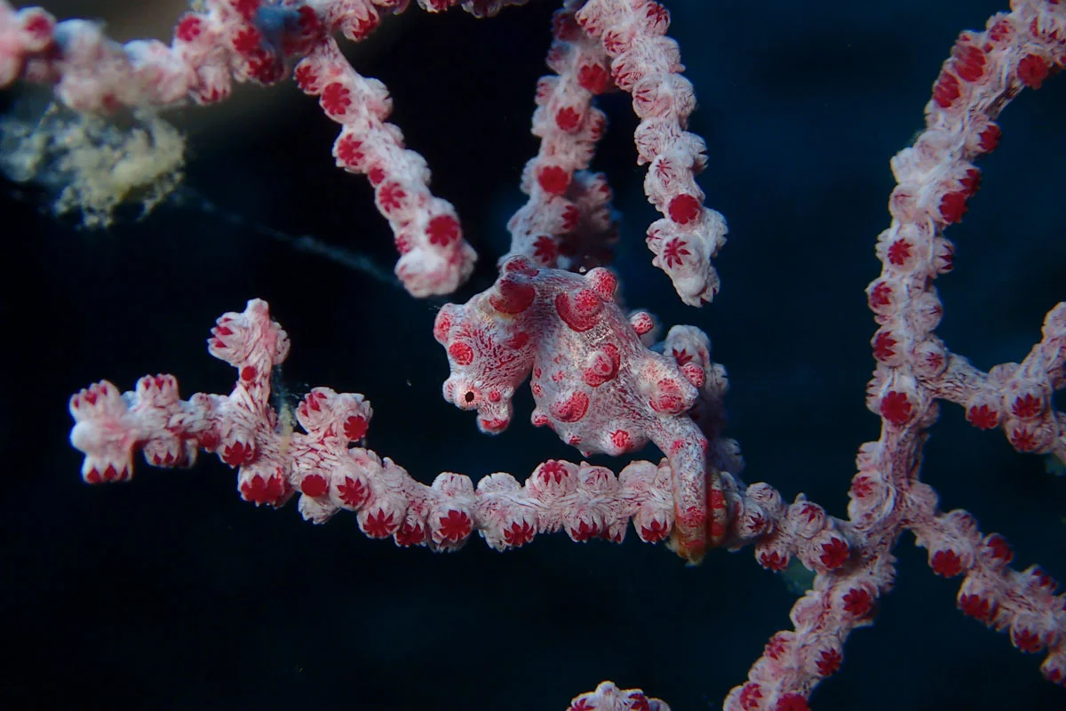 PHL_Dauin-UW-Atmosphere-House-Reef-©18-Robin-Aiello-001.jpg