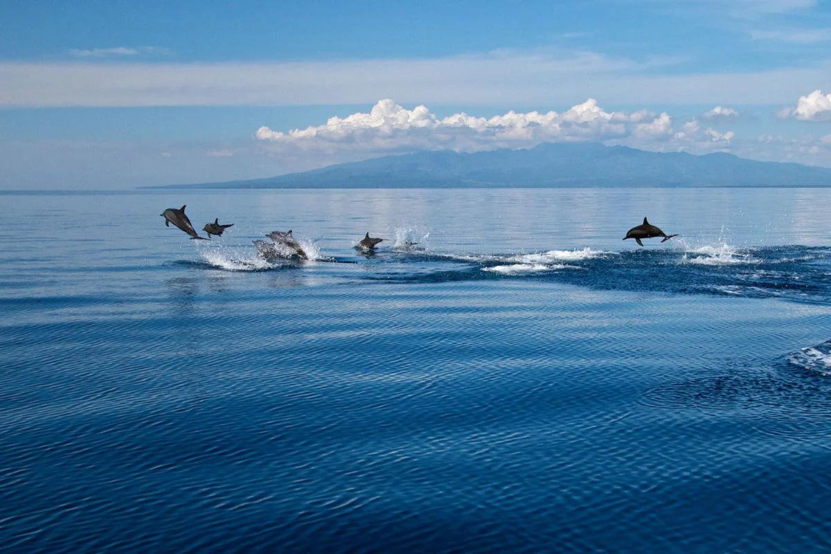 PHL_Dumaguete-Dolphins-©-Atmosphere-Resort-001.jpg