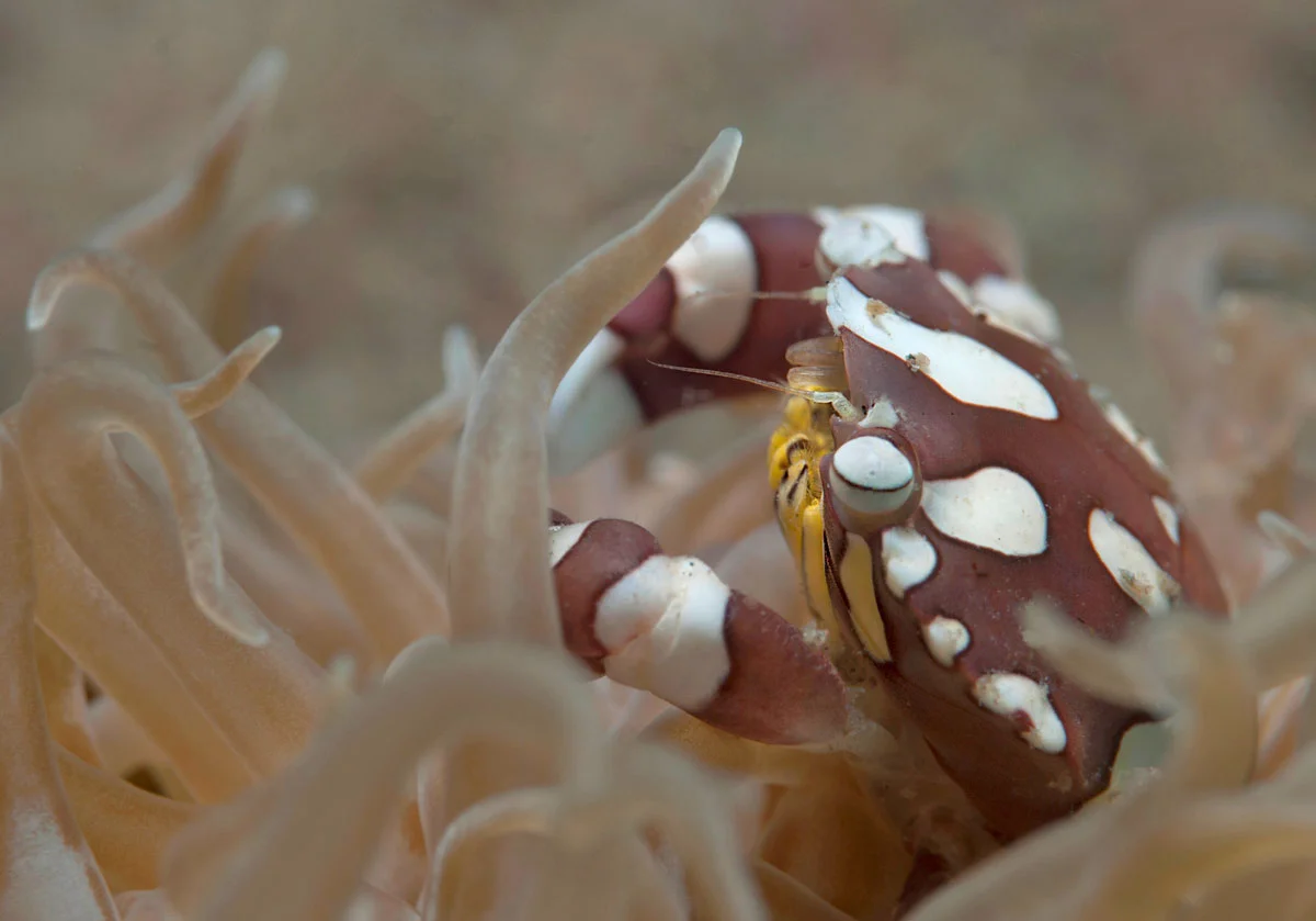 PHL_Dumaguete-UW-Anemone-Crab-©-Atmosphere-Resort-49.jpg