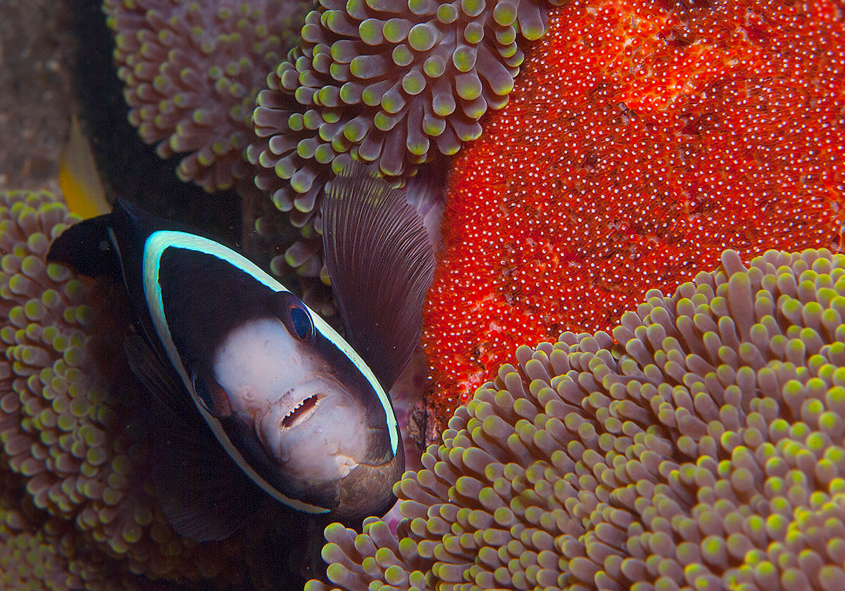 PHL_Dumaguete-UW-Anemone-Fish-w-Eggs-©-Atmosphere-Resort-42.jpg