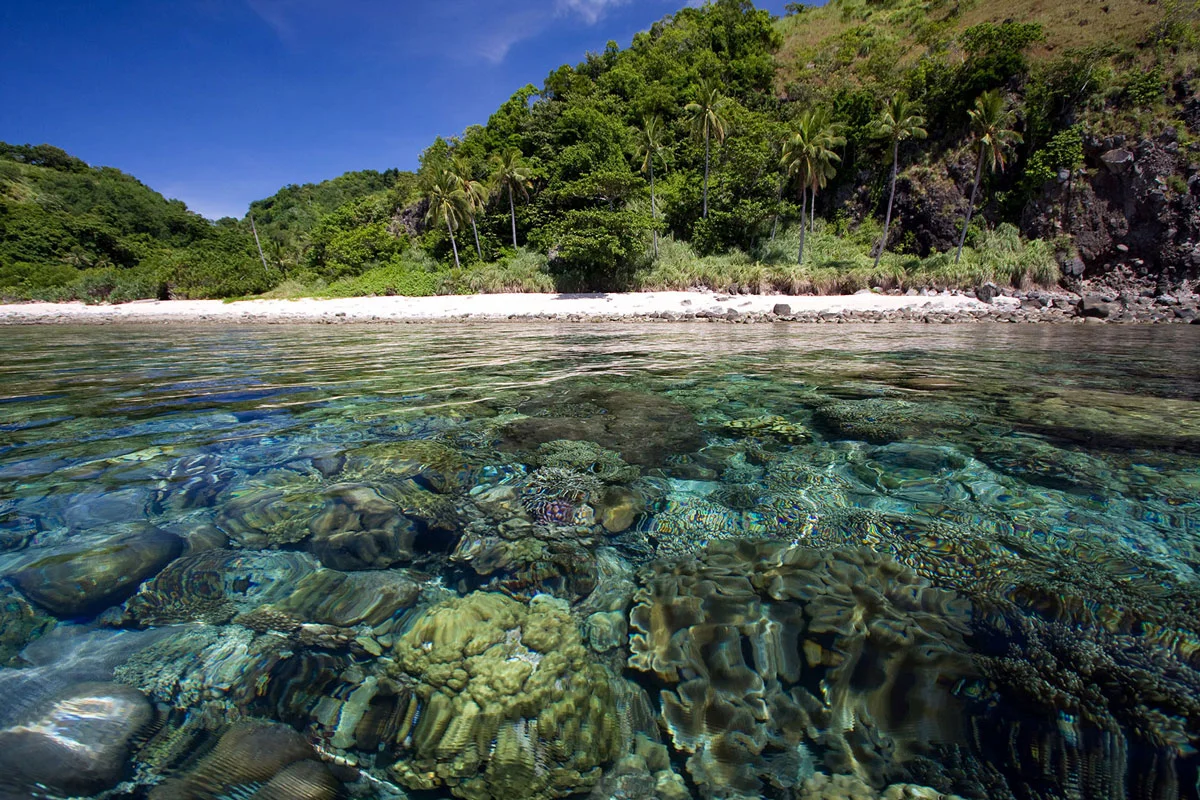 PHL_Dumaguete-UW-Apo-Island-©-Atmosphere-Resort-21.jpg