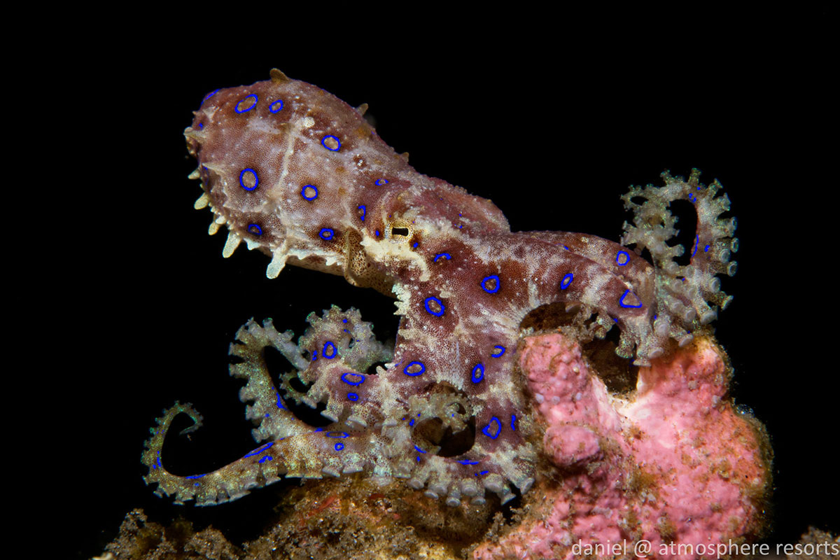 PHL_Dumaguete-UW-Blue-Ring-Octopus-©-Atmosphere-Resort-54.jpg