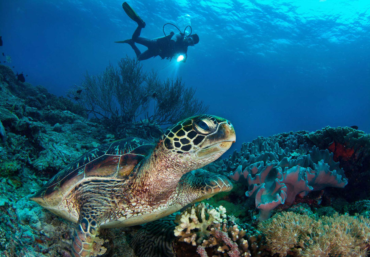 PHL_Dumaguete-UW-Diver-w-Turtle-©-Atmosphere-Resort-51.jpg