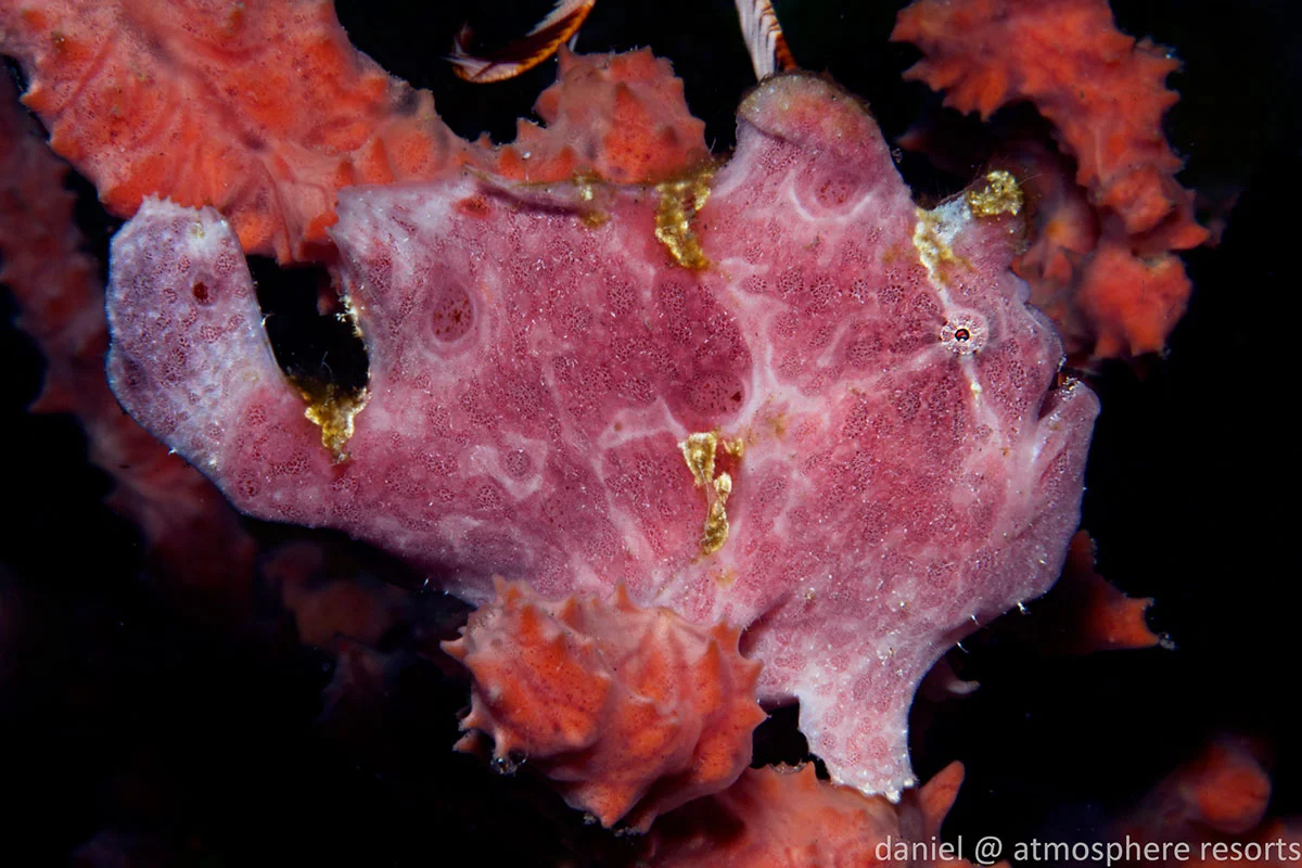 PHL_Dumaguete-UW-Frog-Fish-©-Atmosphere-Resort-98.jpg