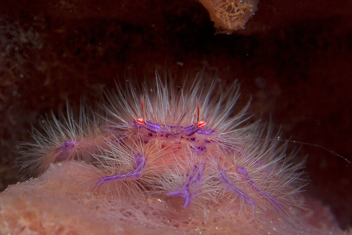 PHL_Dumaguete-UW-Hairy-Squat-Lobster-©-Atmosphere-Resort-41.jpg