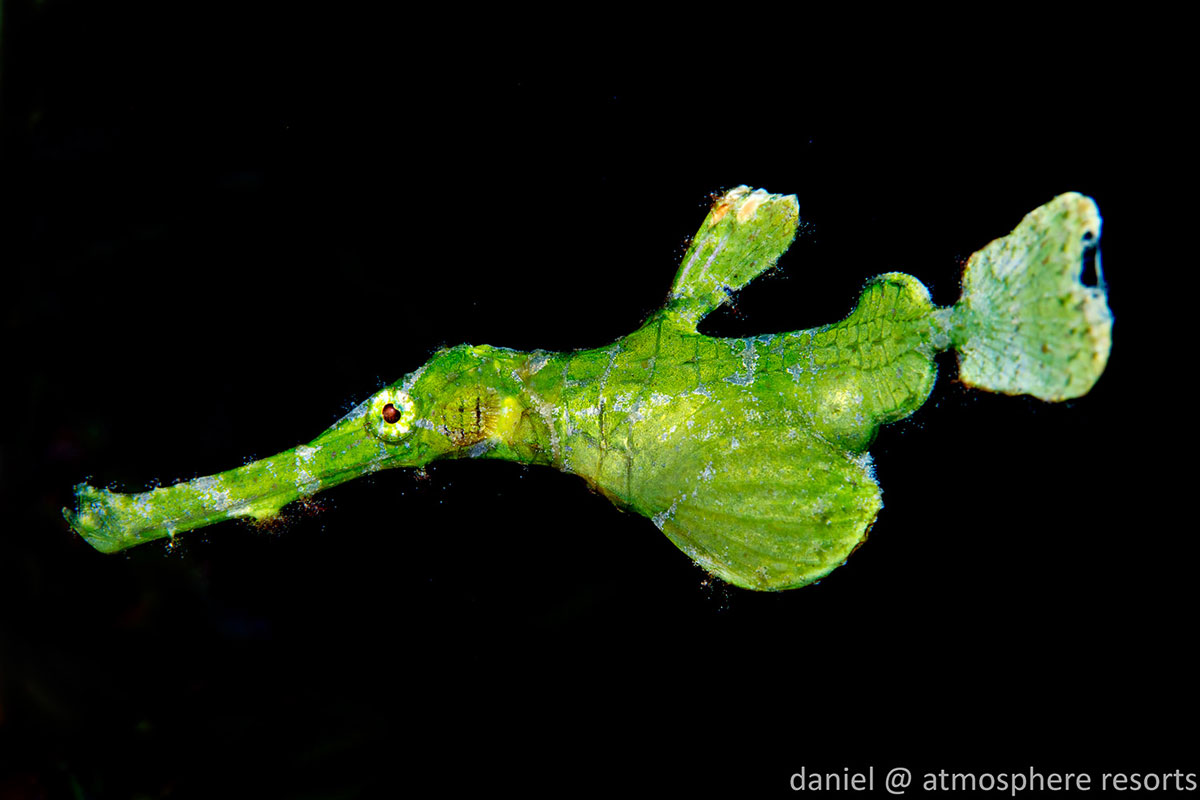 PHL_Dumaguete-UW-Halimeda-ghost-pipefish-©-Atmosphere-Resort-72.jpg
