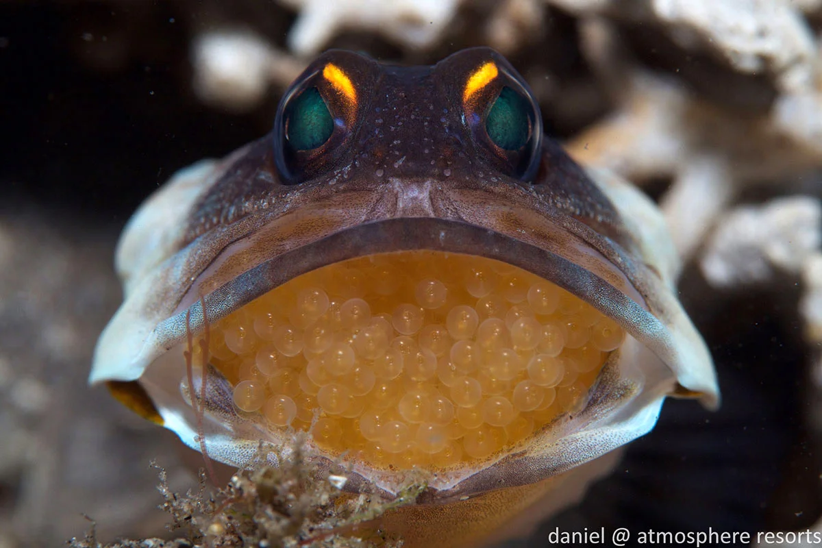 PHL_Dumaguete-UW-Jaw-Fish-©-Atmosphere-Resort-69.jpg