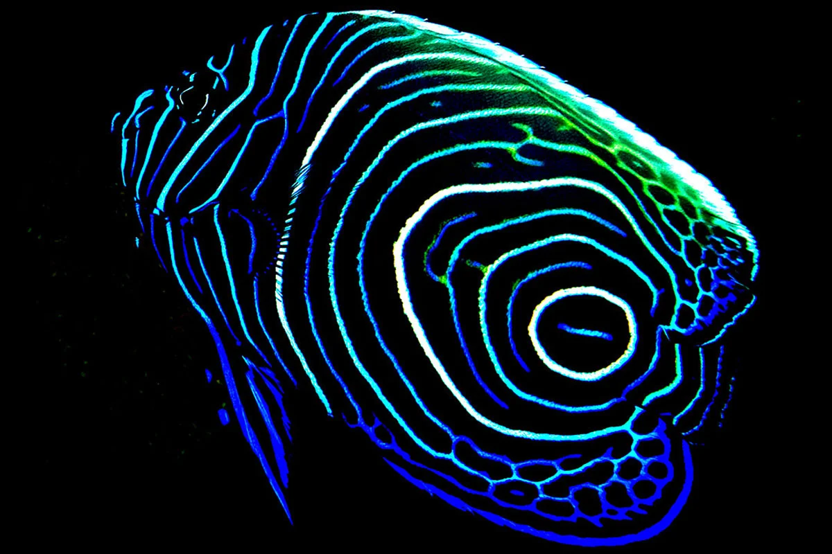 PHL_Dumaguete-UW-Jvn.-Emperor-Angel-Fish-©-Atmosphere-Resort-23.jpg