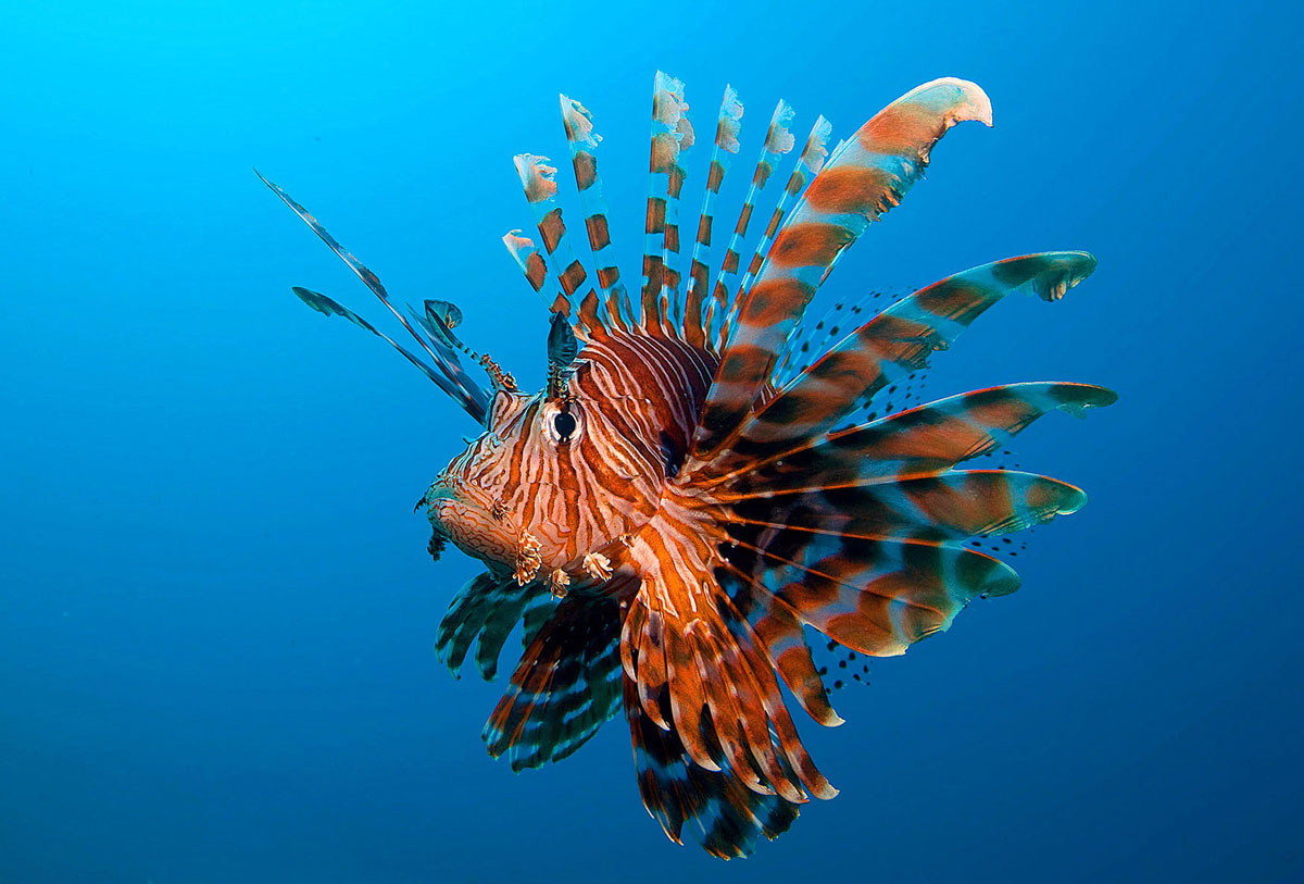 PHL_Dumaguete-UW-Lionfish-©-Atmosphere-Resort-10.jpg