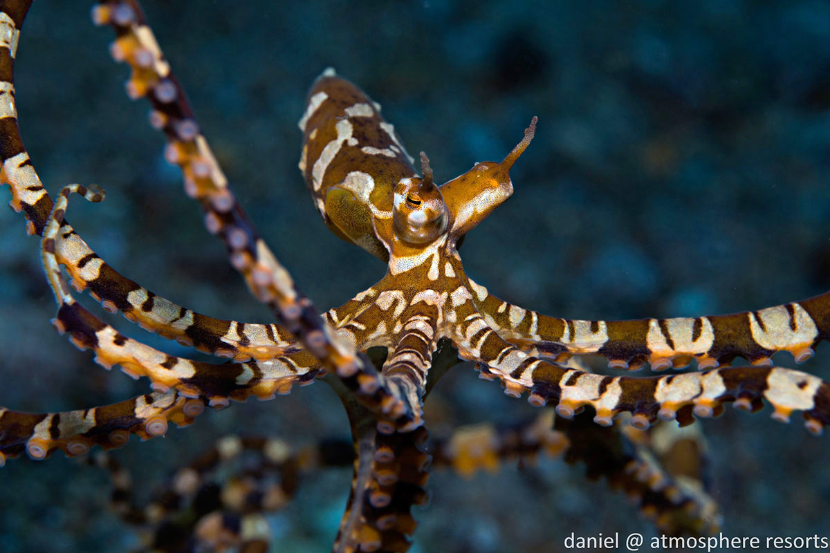 PHL_Dumaguete-UW-Mimic-Octopus-©-Atmosphere-Resort-92.jpg