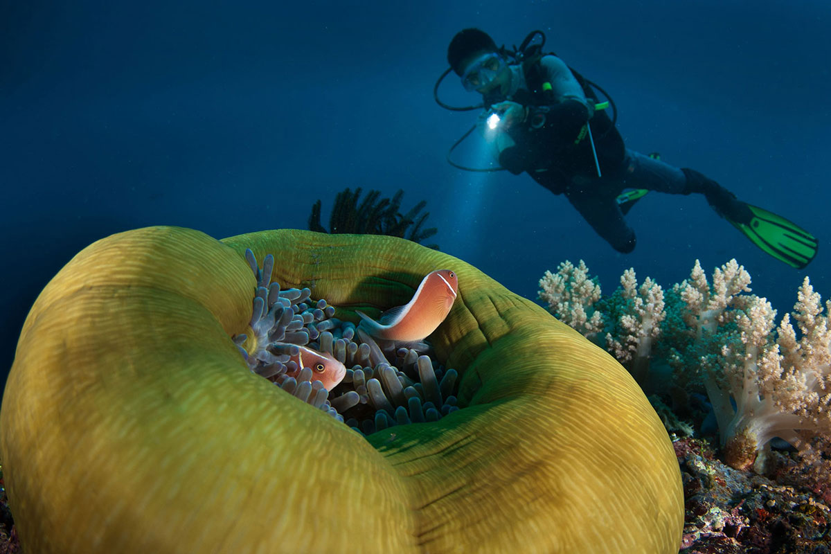 PHL_Dumaguete-UW-Pink-Anemone-Fish-w-Diver-©-Atmosphere-Resort-5.jpg