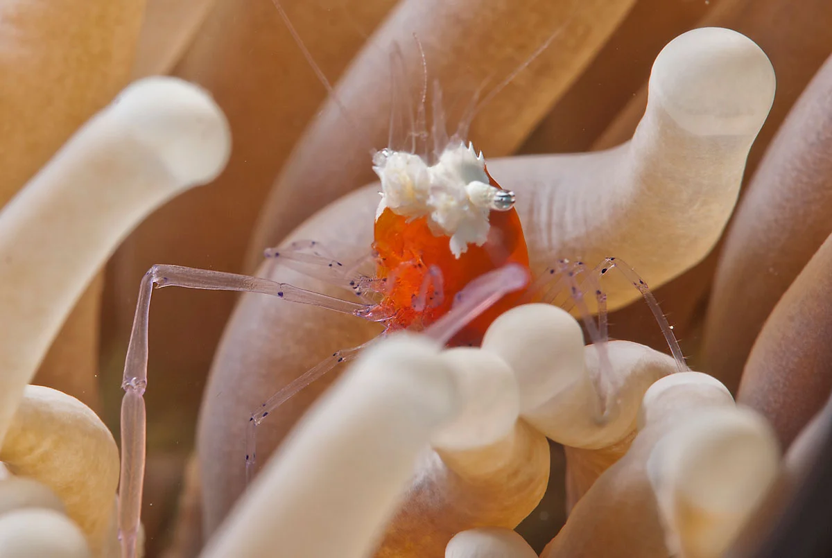 PHL_Dumaguete-UW-Popcorn-Shrimp-©-Atmosphere-Resort-48.jpg