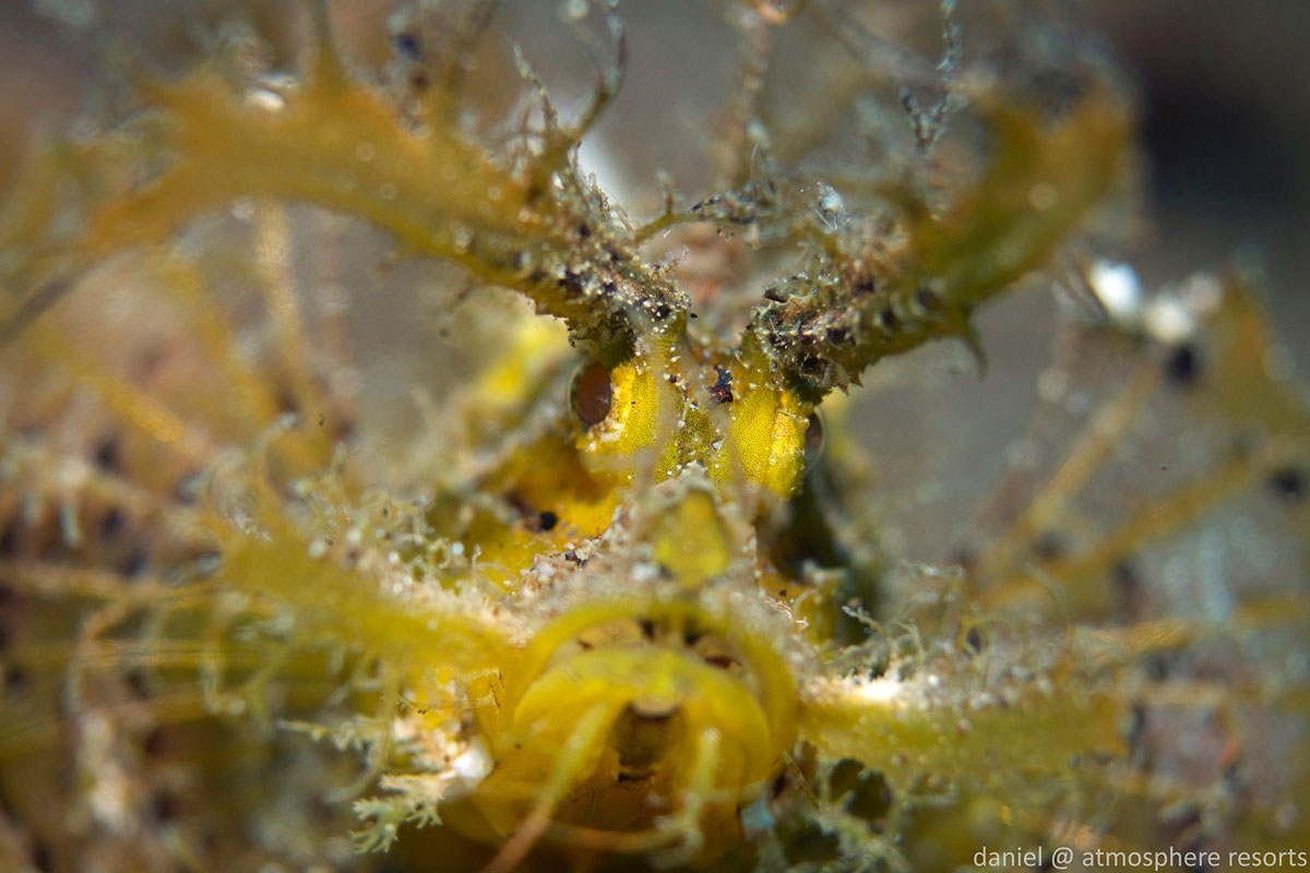 PHL_Dumaguete-UW-Scorpianfish-©-Atmosphere-Resort-52.jpg