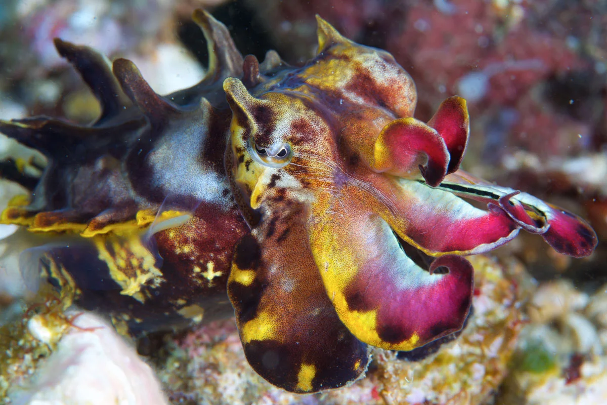 PHL_Malapascua-uw-©15-Thomas-Baechtold-10598.jpg