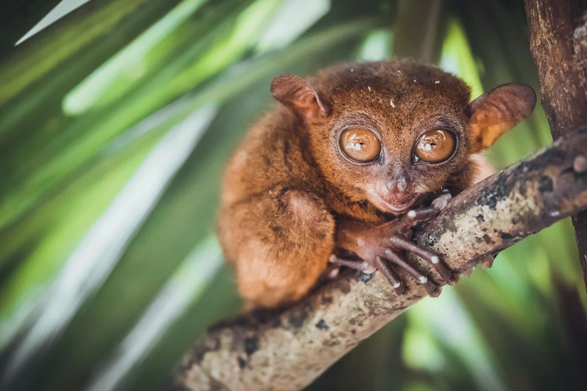 PHL_Philippines-Tarsier-©-AdobeStock_228525116.jpg