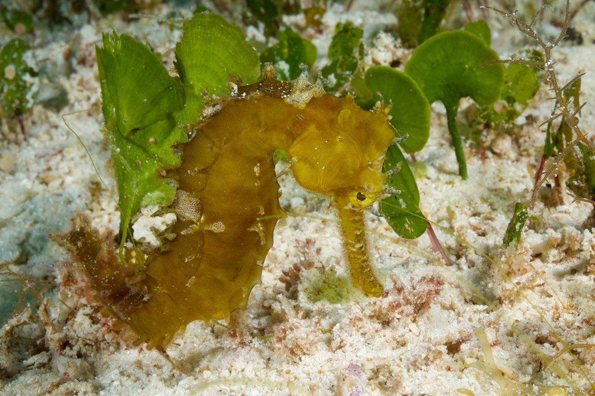 PHL_Philippines-UW-Seahorse-Sanctuary-©13-Thomas-Baechtold-0098.jpg