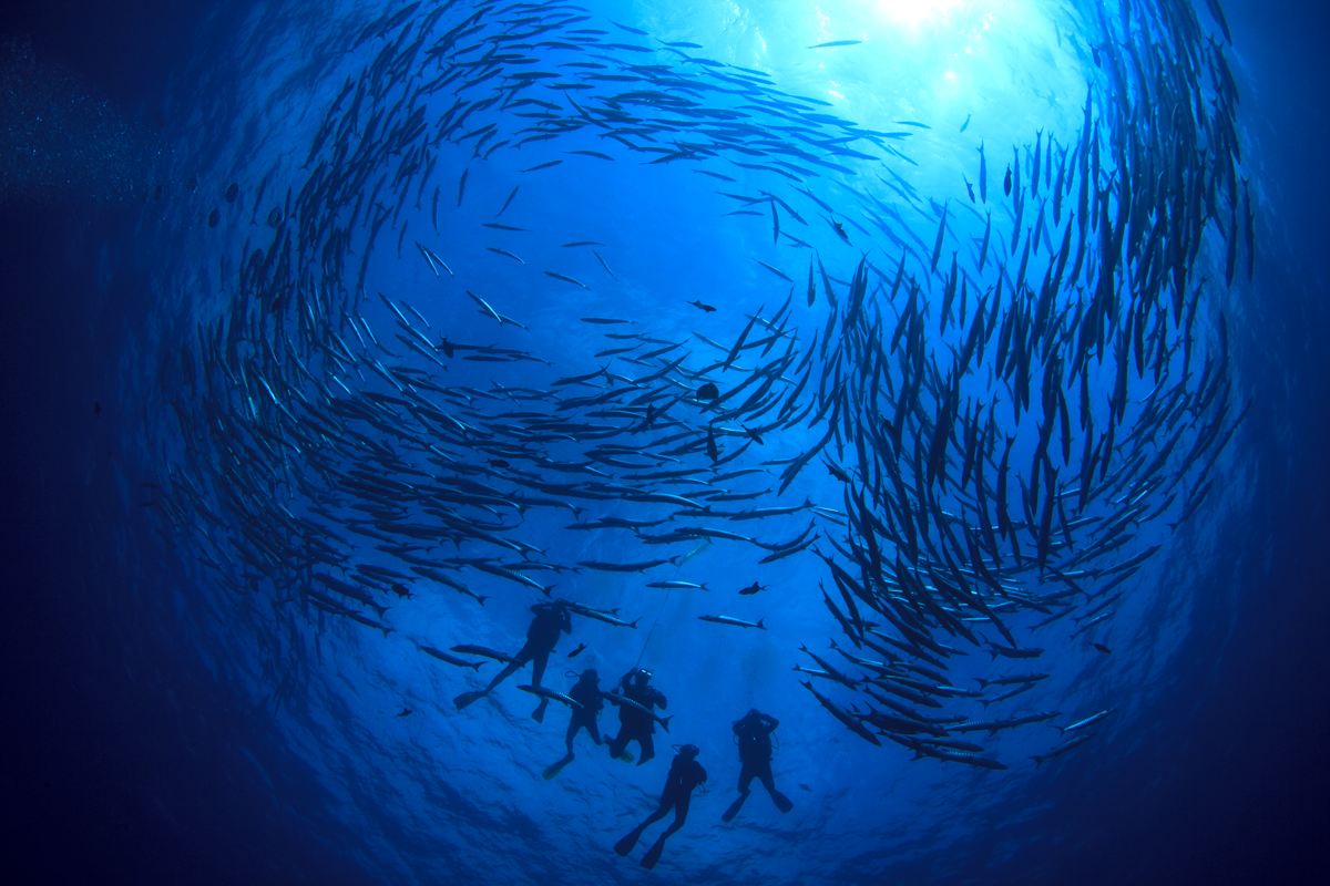 PHL_Philippines-UW-Divers-and-School-of-Fish-©-AdobeStock_129629207.png