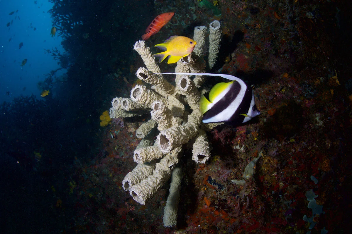 PHL_Philippines-UW-Southern-Leyte-©15-Thomas-Baechtold-11140.jpg