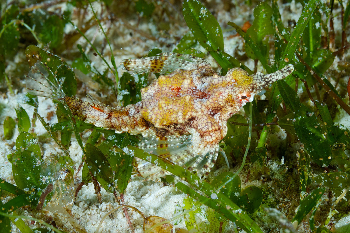 PHL_uw-Deep-Rock-©13-Thomas-Baechtold-2659.jpg