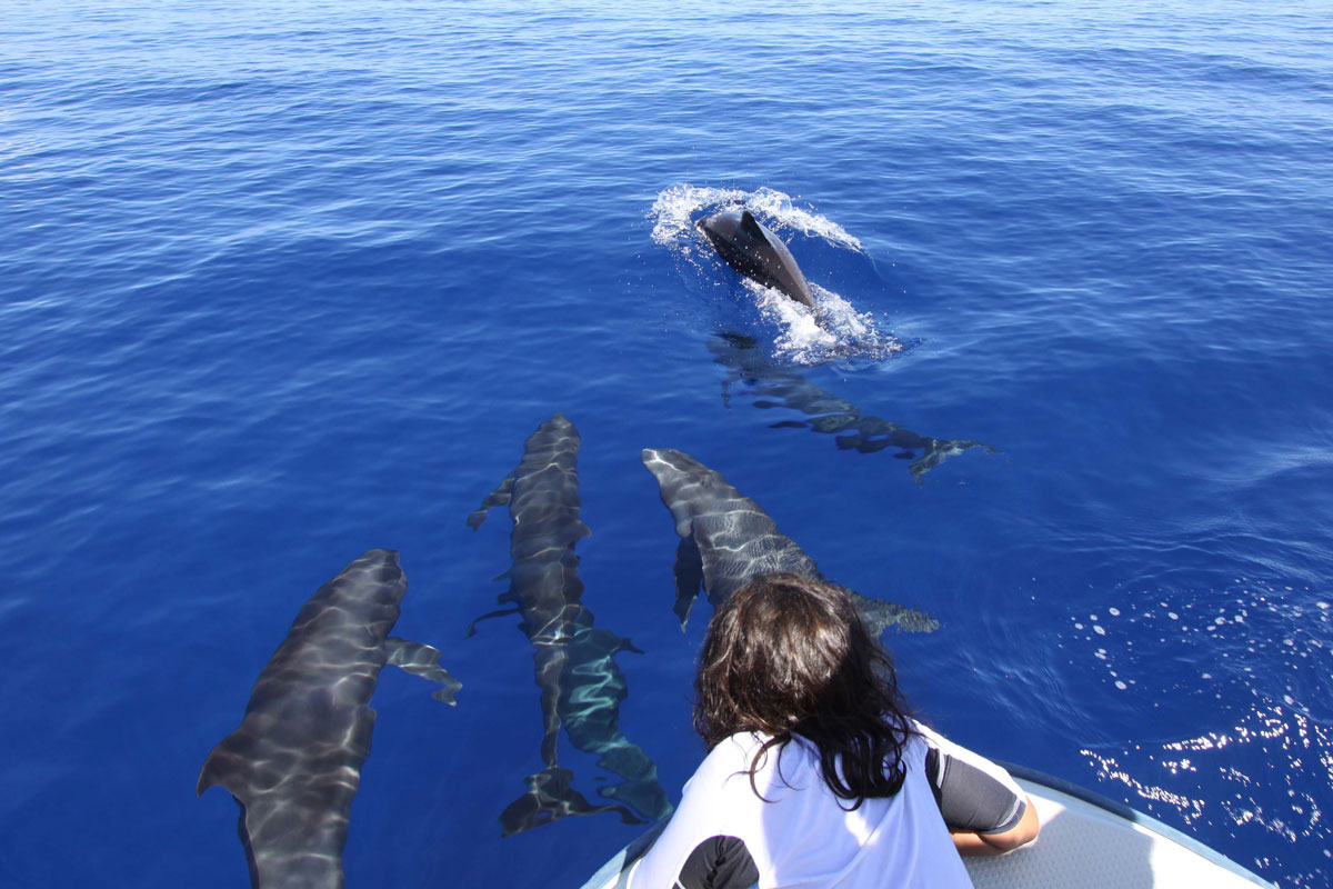 PLW_Palau-Melon-Headed-Whales-w-Admirer-©-Ron-Liedich-005.jpg