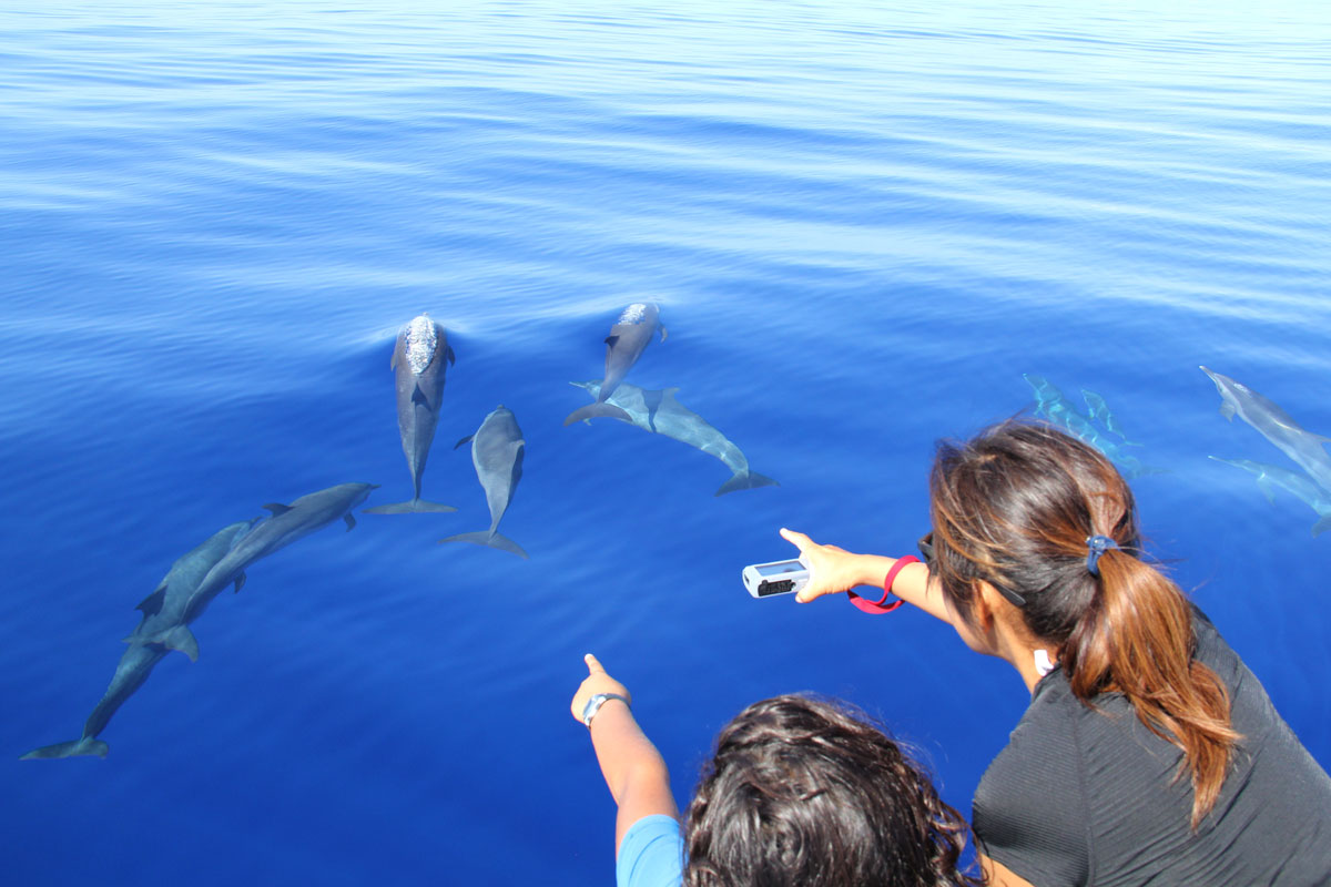 PLW_Palau-Spotted-Dolphins-and-Admirers-©-Ron-Liedich-003.jpg