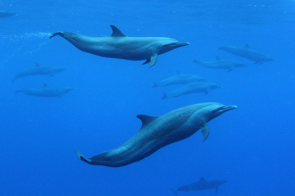 PLW_Palau-UW-Dolphins-©-Ron-Liedich-012.jpg