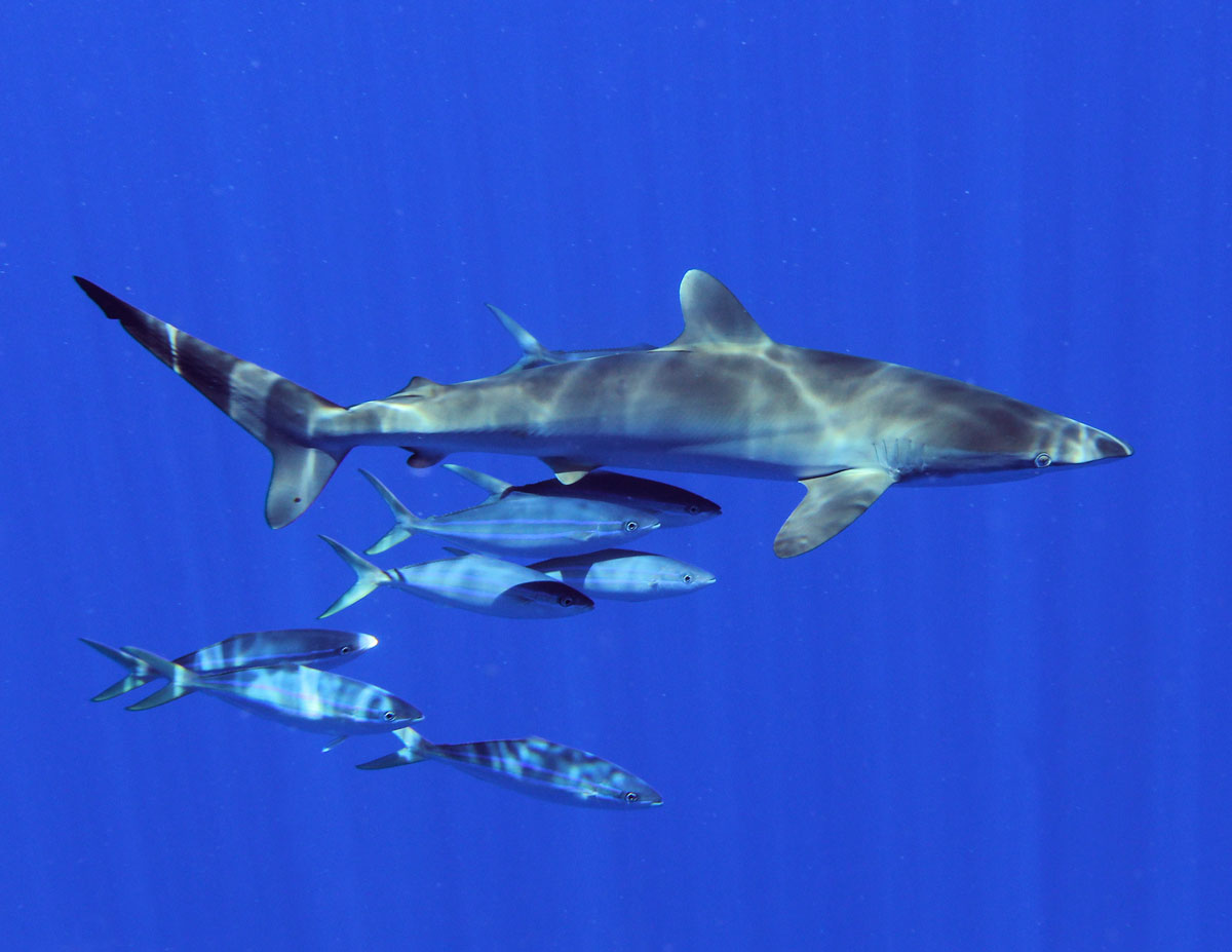 PLW_Palau-UW-Silky-Shark-0061.jpg