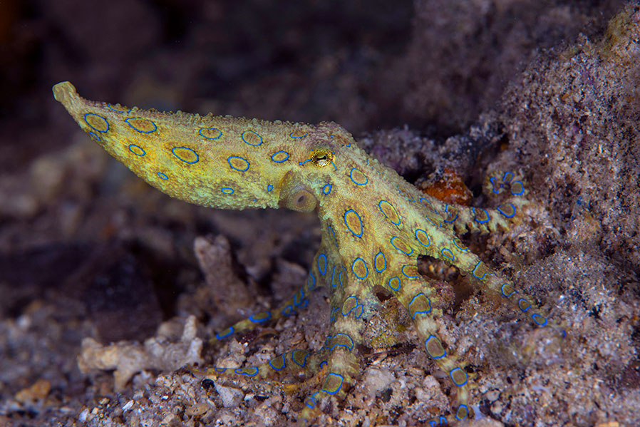 IDN_MV-Pelagian-UW-Blue-ringed-octopus-©-Wakatobi-Resort-NW002.jpg