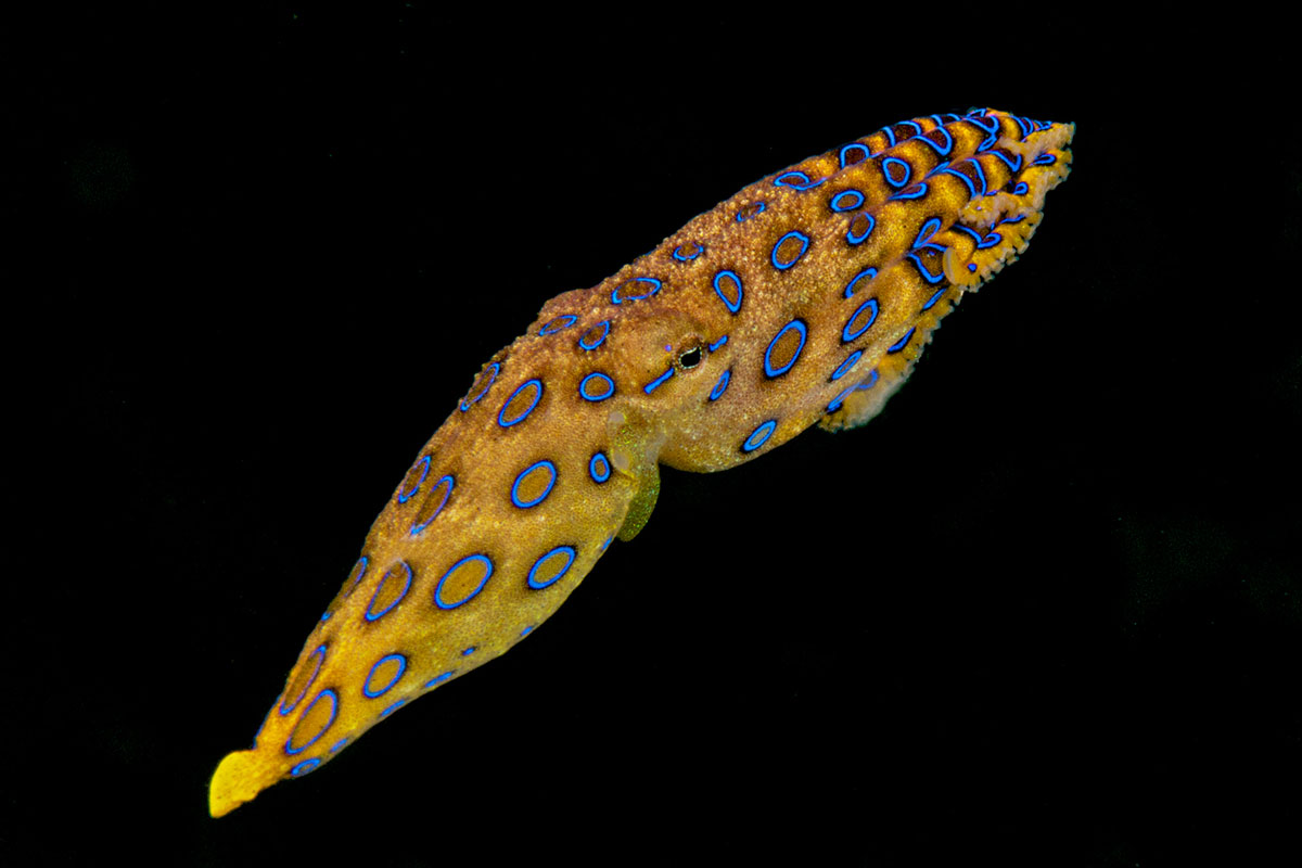IDN_MV-Pelagian-UW-Blue-ringed-octopus-pelagian.jpg