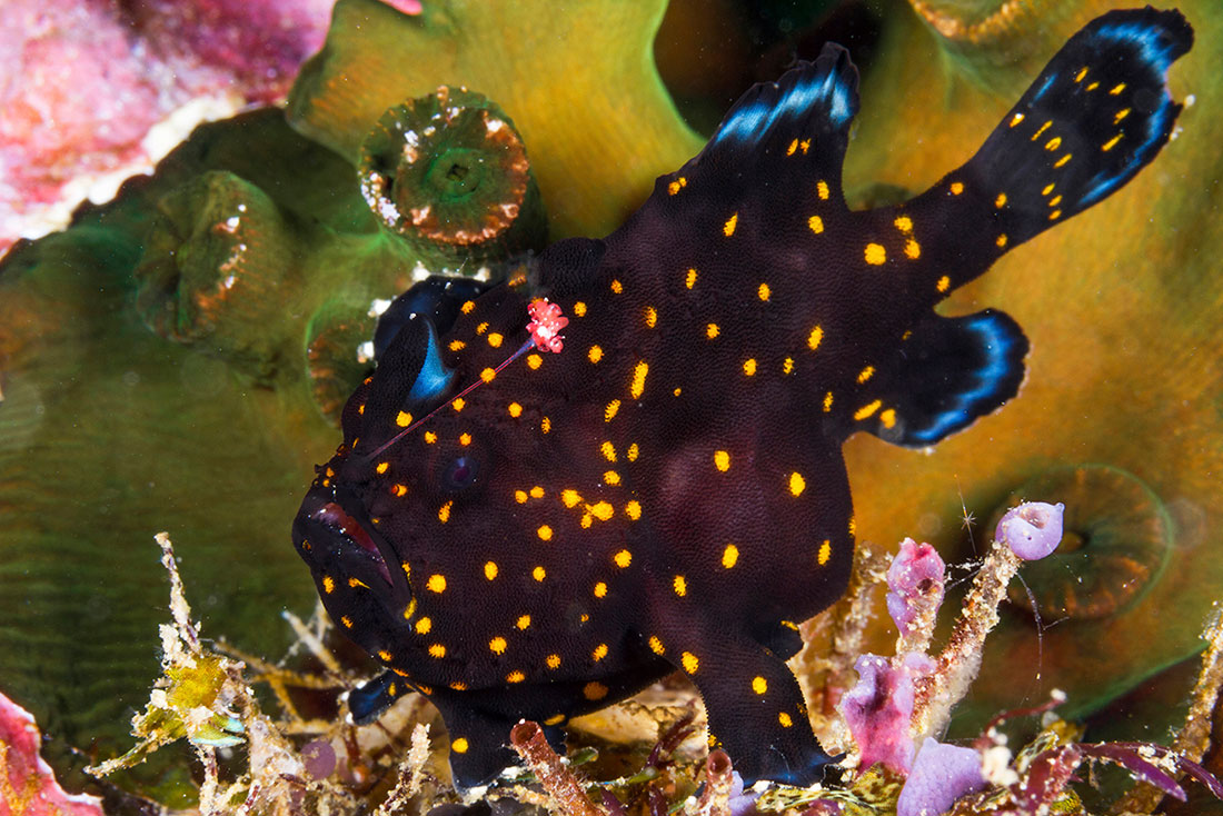 IDN_MV-Pelagian-UW-Frogfish-©-Wakatobi-Resort-053.jpg