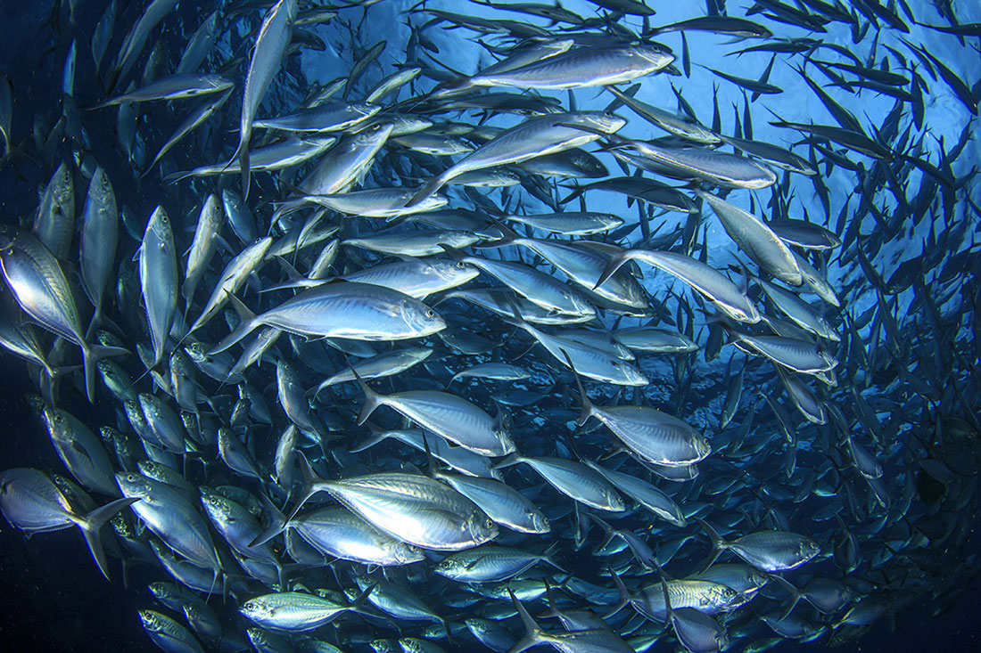 IDN_MV-Pelagian-UW-School-of-Jack-©-Rich-Carey.jpg