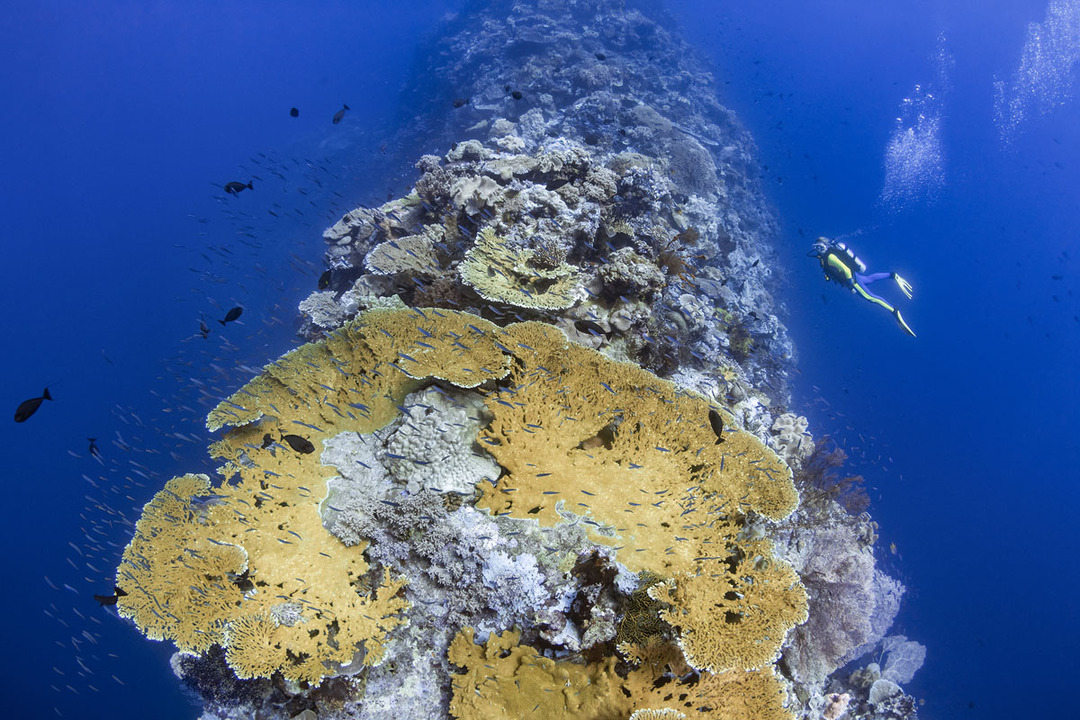 IDN_Wakatobi-Resort-UW-Blade-Reef-©-Wakatobi-Resort-R4A0638a.jpg