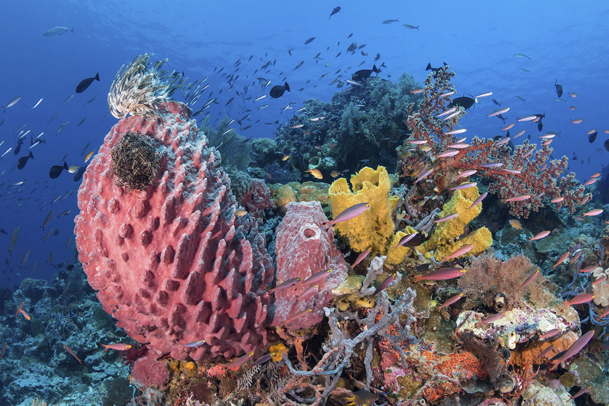 IDN_Wakatobi-Resort-UW-House-Reef-©-Wakatobi-Resort-WS002.jpg