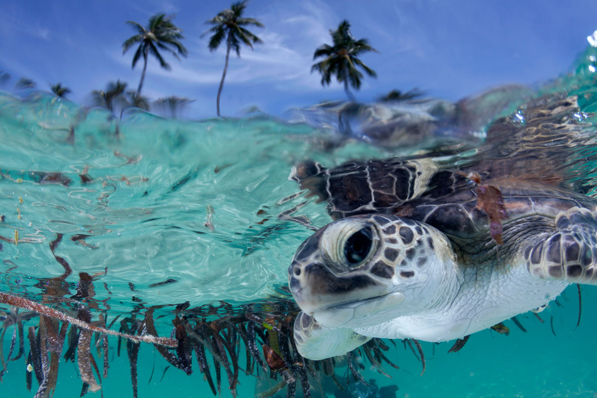 IDN_Wakatobi-Resort-UW-House-Reef-Baby-Turtle-©-Wakatobi-Resort-009.jpg
