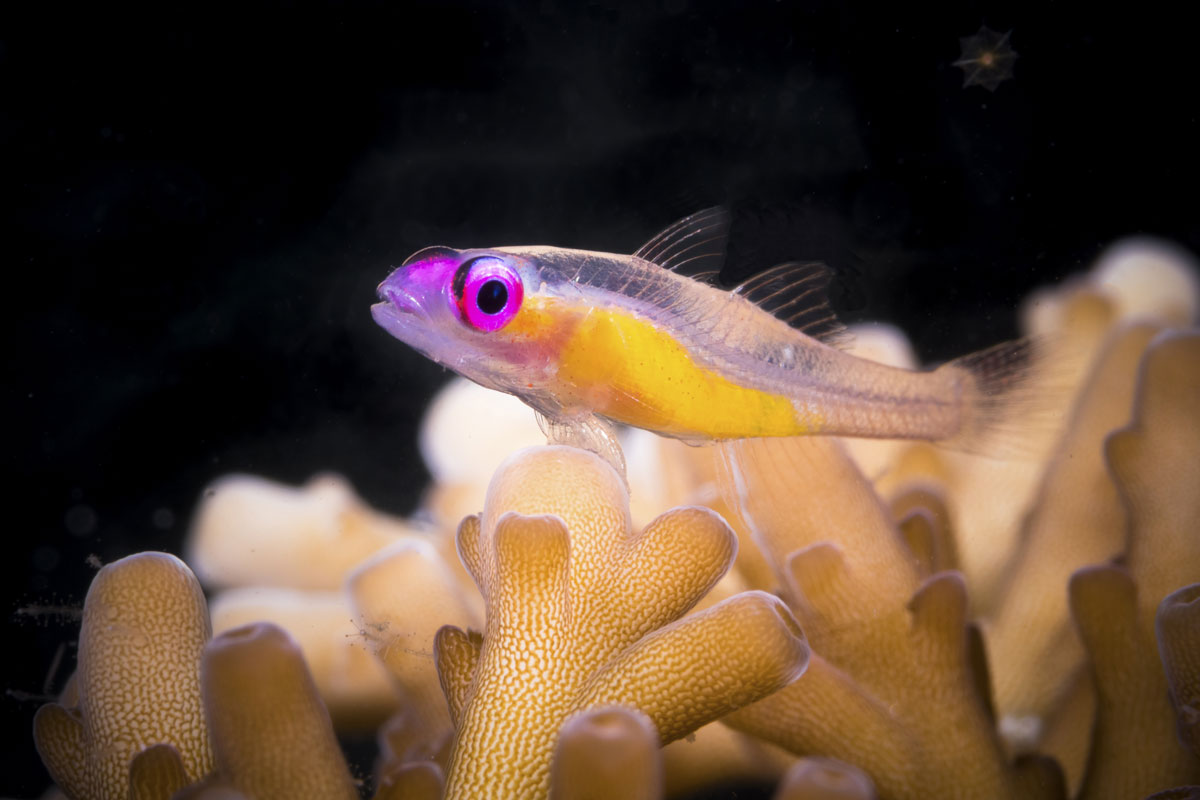 IDN_Wakatobi-Resort-UW-Reef-©-Wakatobi-Resort-057.jpg