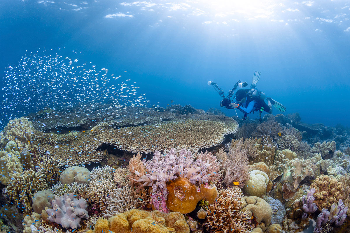 IDN_Wakatobi-Resort-UW-Reef-©-Wakatobi-Resort-MF003.jpg